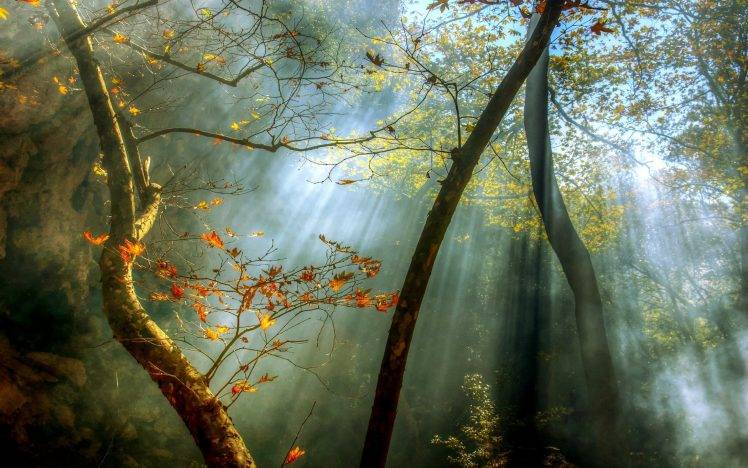 nature, Landscape, Forest, Sunrise, Fall, Mist, Sun Rays, Trees, Leaves HD Wallpaper Desktop Background