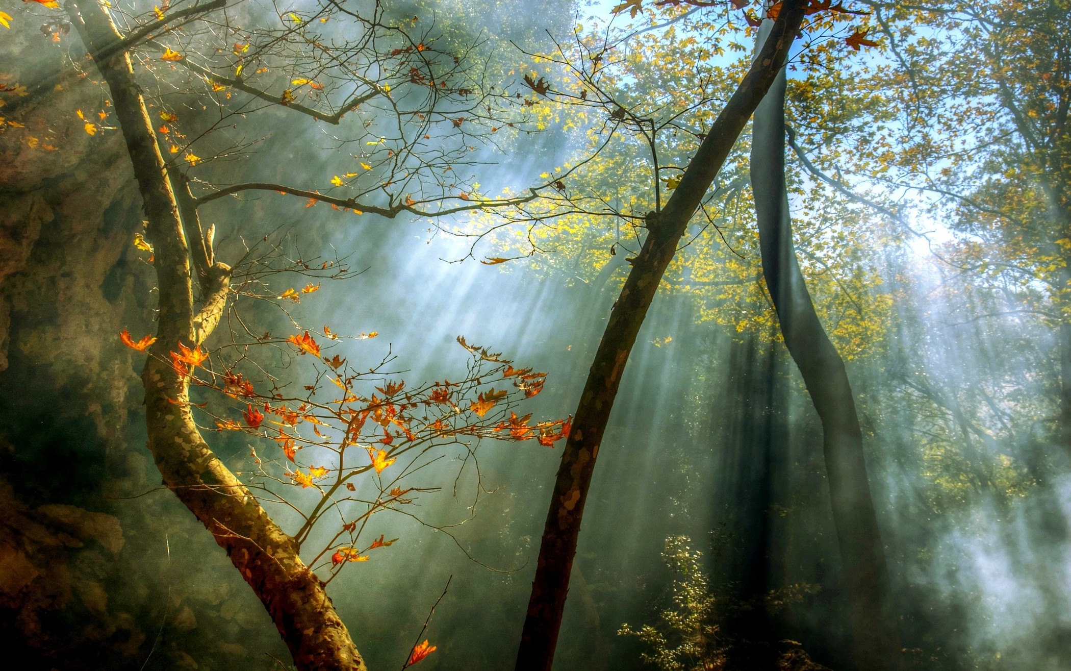 nature, Landscape, Forest, Sunrise, Fall, Mist, Sun Rays, Trees, Leaves Wallpaper