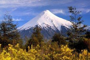 snowy Peak, Volcano, Mountain, Chile, Trees, Wildflowers, Shrubs, White, Yellow, Nature, Landscape