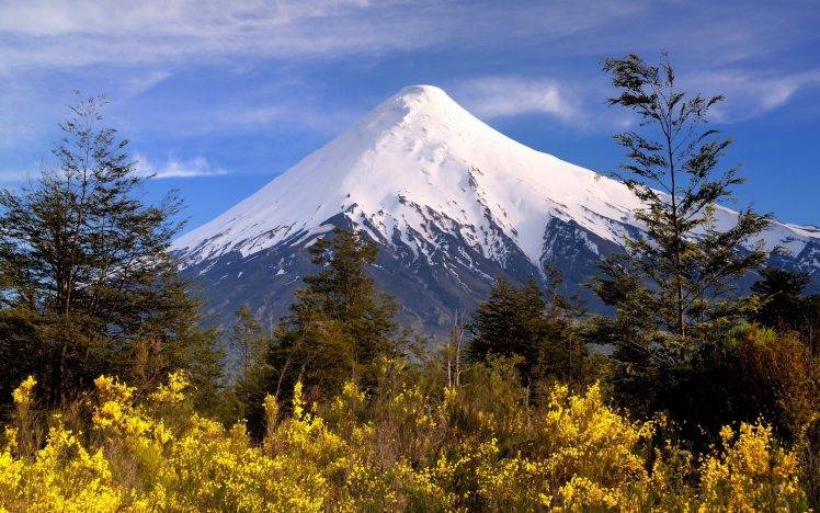 snowy Peak, Volcano, Mountain, Chile, Trees, Wildflowers, Shrubs, White, Yellow, Nature, Landscape HD Wallpaper Desktop Background
