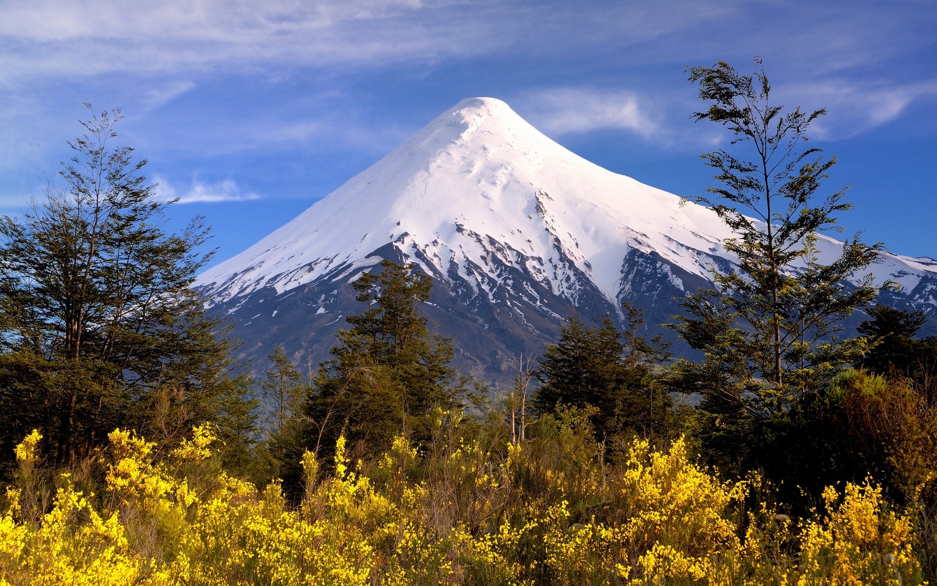 snowy Peak, Volcano, Mountain, Chile, Trees, Wildflowers, Shrubs, White, Yellow, Nature, Landscape Wallpaper