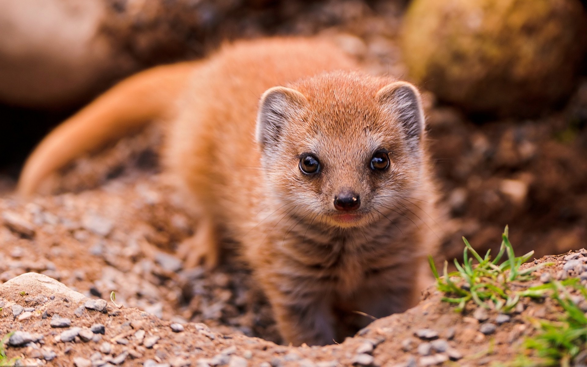 animals, Mongoose Wallpaper