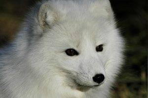 arctic Fox, Animals