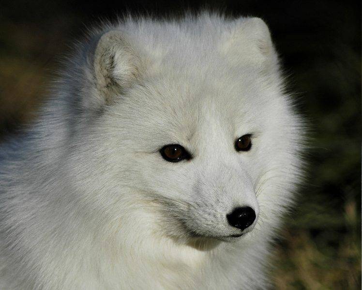 arctic Fox, Animals HD Wallpaper Desktop Background