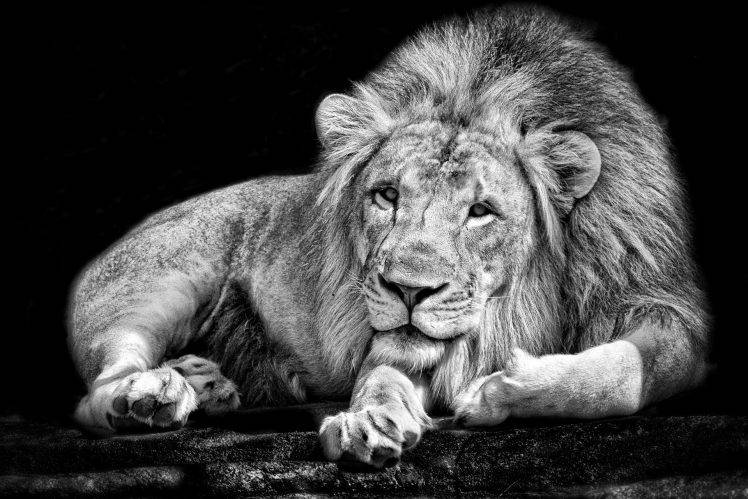 monochrome, Animals, Lion, Black, White HD Wallpaper Desktop Background