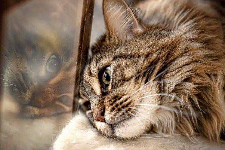 cat, Animals, Reflection HD Wallpaper Desktop Background