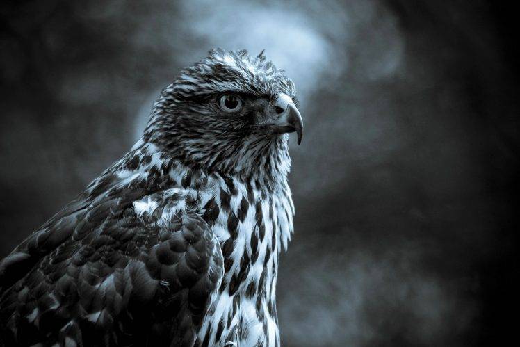 animals, Hawks HD Wallpaper Desktop Background
