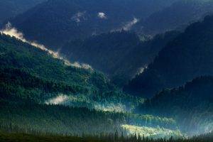 landscape, Nature, Carpathians, Mountain, Mist, Forest, Spring, Green, Trees