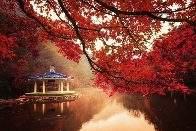 nature, Landscape, Fall, Trees, Lake, Hill, Maple Leaves, Red, Mist, Water HD Wallpaper Desktop Background
