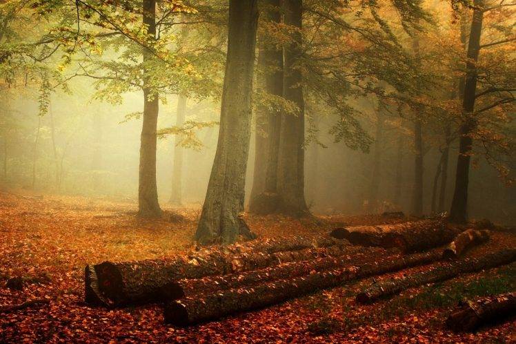 mist, Forest, Nature, Fall, Leaves, Landscape, Trees, Morning HD Wallpaper Desktop Background