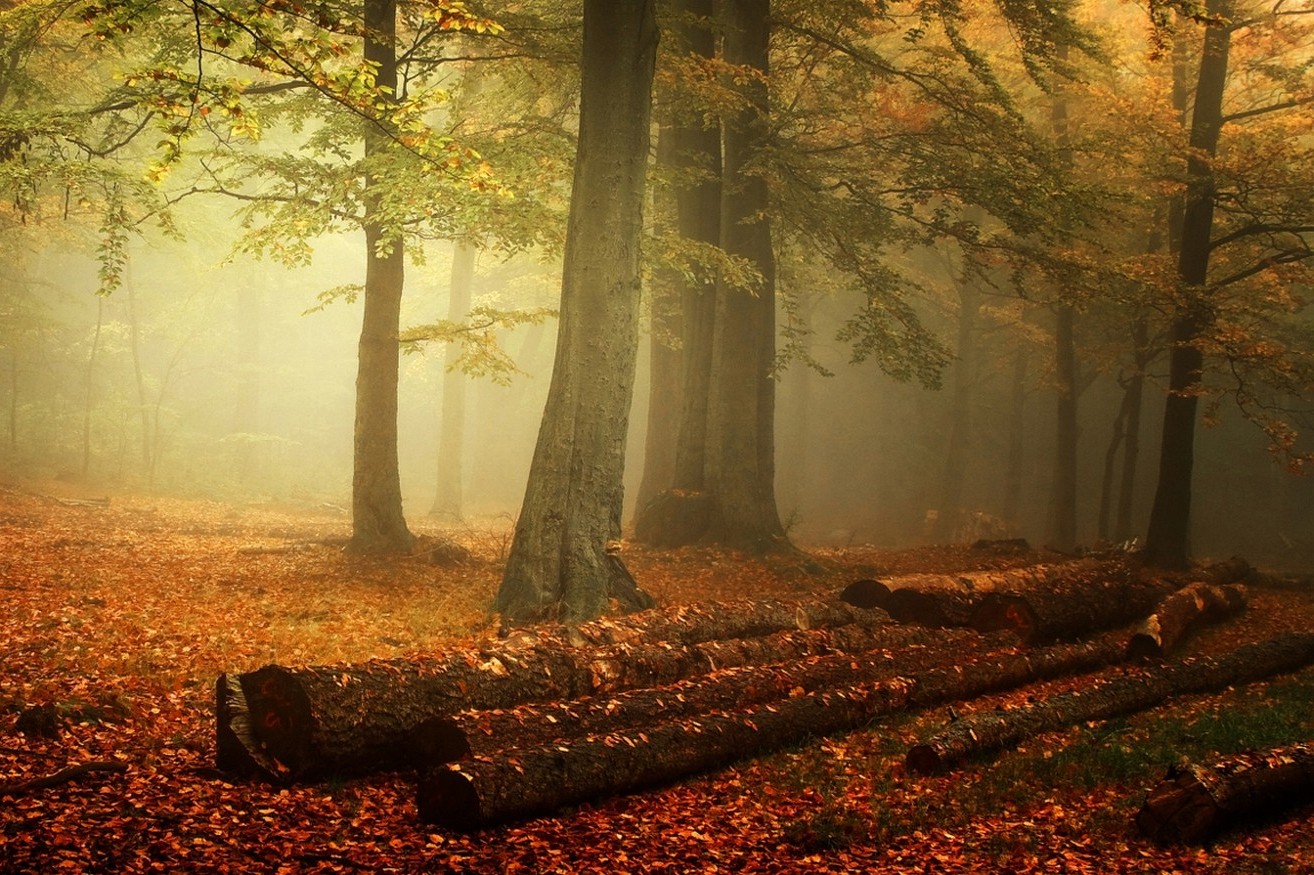 mist, Forest, Nature, Fall, Leaves, Landscape, Trees, Morning Wallpaper