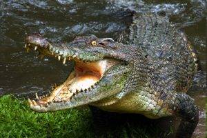 animals, Crocodiles, Reptile, Water