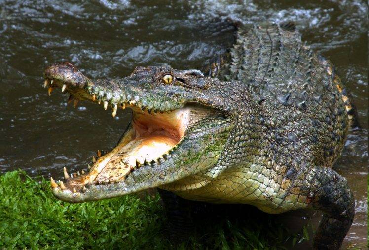 animals, Crocodiles, Reptile, Water HD Wallpaper Desktop Background