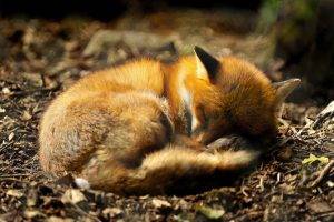 animals, Nature, Fox, Sleeping