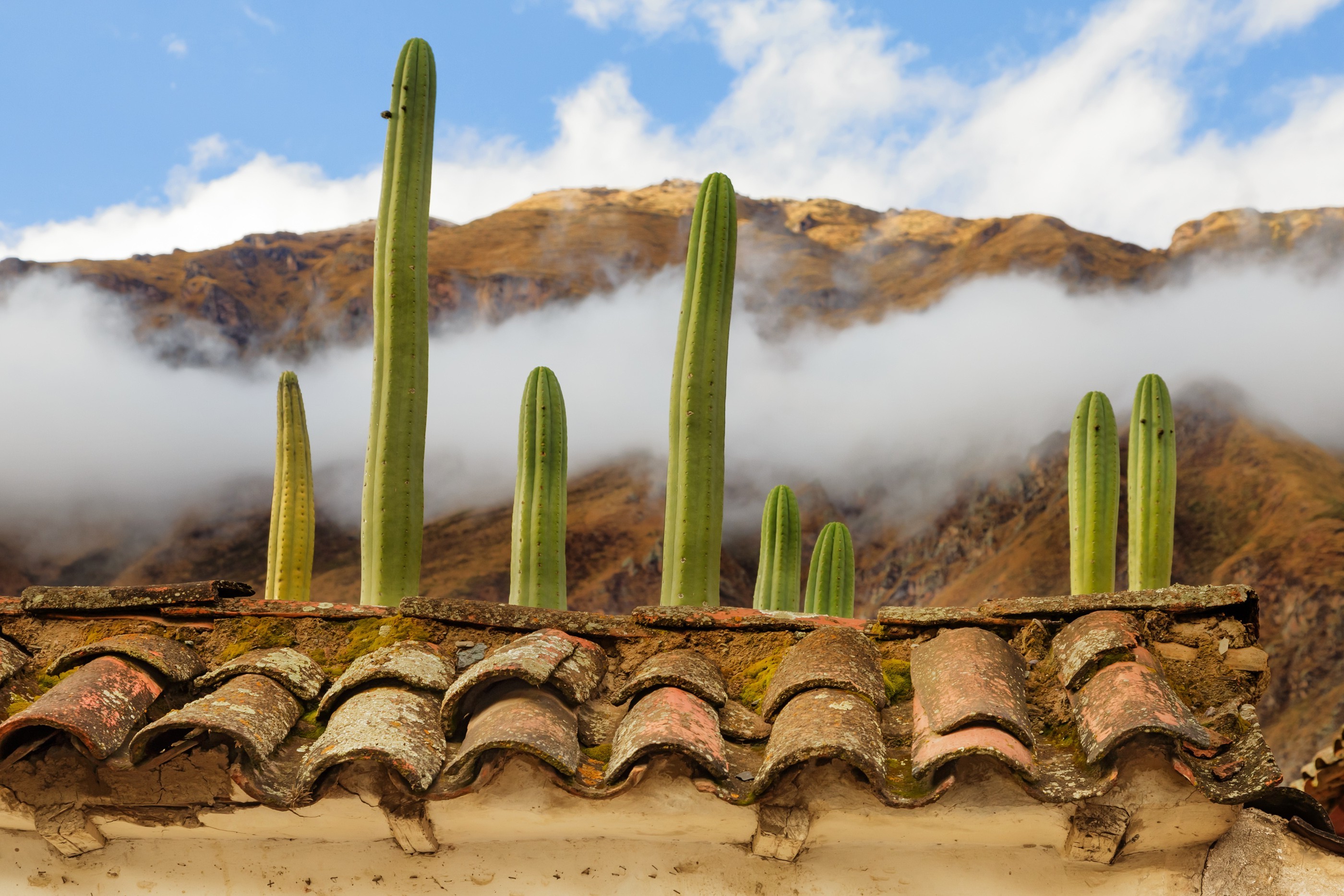 landscape, Nature, Plants, Cactus, Rooftops, Clouds Wallpaper