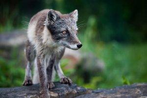 animals, Nature, Depth Of Field, Fox, Arctic Fox, Orange Eyes