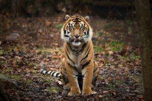 animals, Nature, Depth Of Field, Tiger