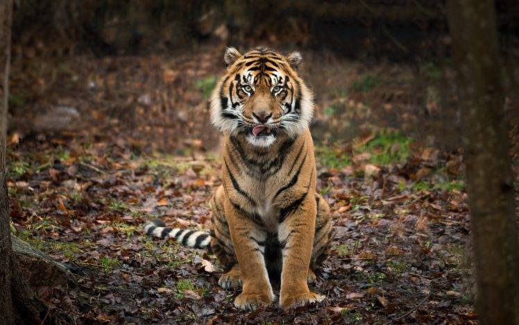 animals, Nature, Depth Of Field, Tiger HD Wallpaper Desktop Background