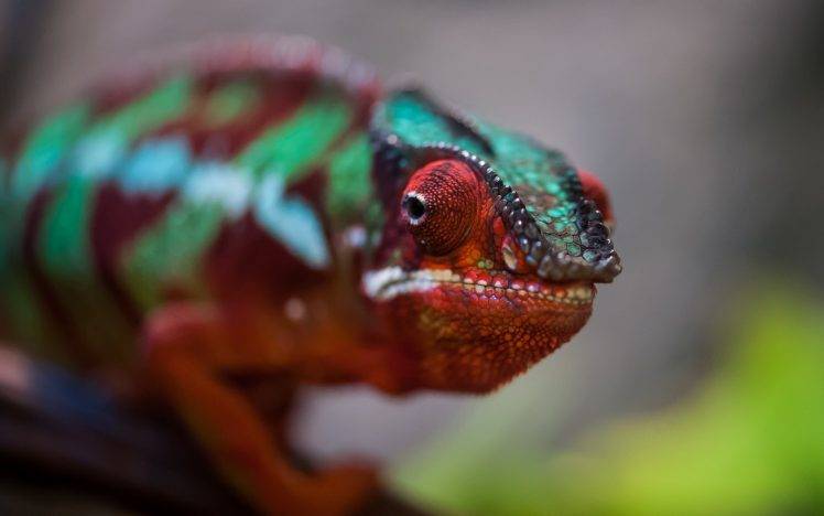 nature, Animals, Chameleons, Macro, Colorful HD Wallpaper Desktop Background