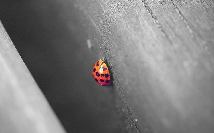 macro, Depth Of Field, Ladybugs, Animals, Wood HD Wallpaper Desktop Background