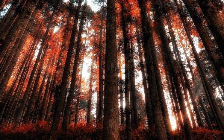 nature, Landscape, Forest, Red, Sun Rays, Trees, Shrubs HD Wallpaper Desktop Background