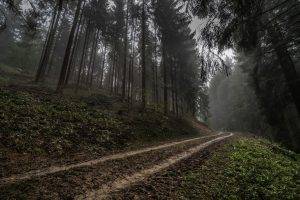 Germany, Forest, Road, Mist, Nature, Landscape, Trees, Morning, Hill, Dark
