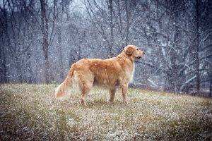 dog, Animals, Golden Retrievers, Snow, Winter