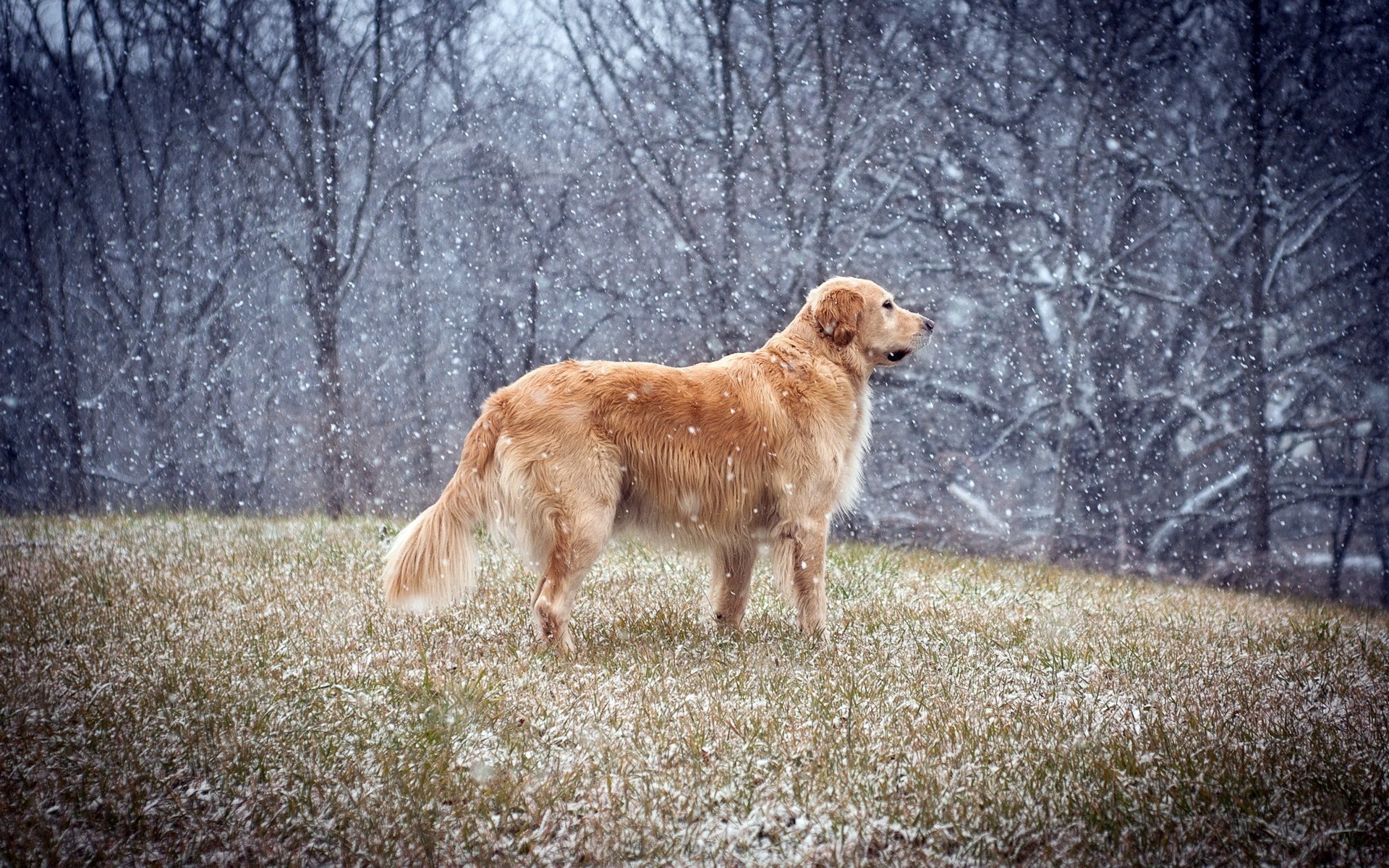 dog, Animals, Golden Retrievers, Snow, Winter Wallpaper