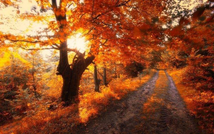 nature, Landscape, Road, Trees, Fall, Leaves, Sunrise, Red, Shrubs HD Wallpaper Desktop Background