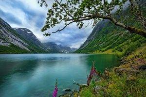 nature, Landscape, Lake, Wildflowers, Trees, Norway, Grass, Clouds, Summer, Water