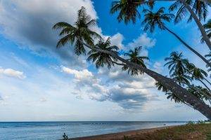 nature, Landscape, Palm Trees, Beach, Tropical, Sea, Sri Lanka, Clouds, Sunrise, Water