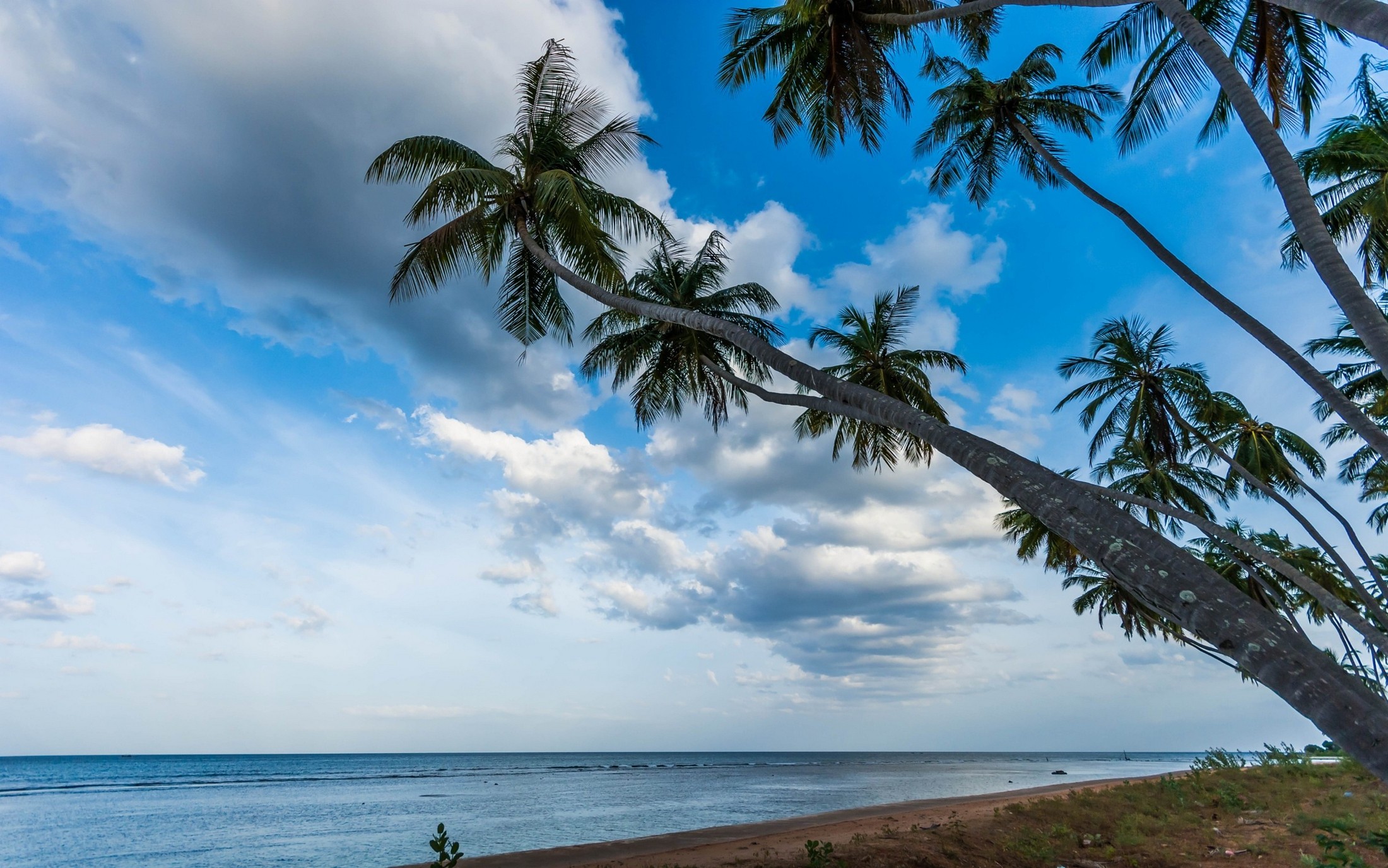Nature Landscape Palm Trees Beach Tropical Sea Sri Lanka Clouds