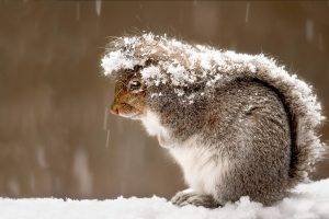 snow, Squirrel, Animals