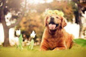 dog, Animals, Nature, Tulips, Flowers, Open Mouth, Golden Retrievers