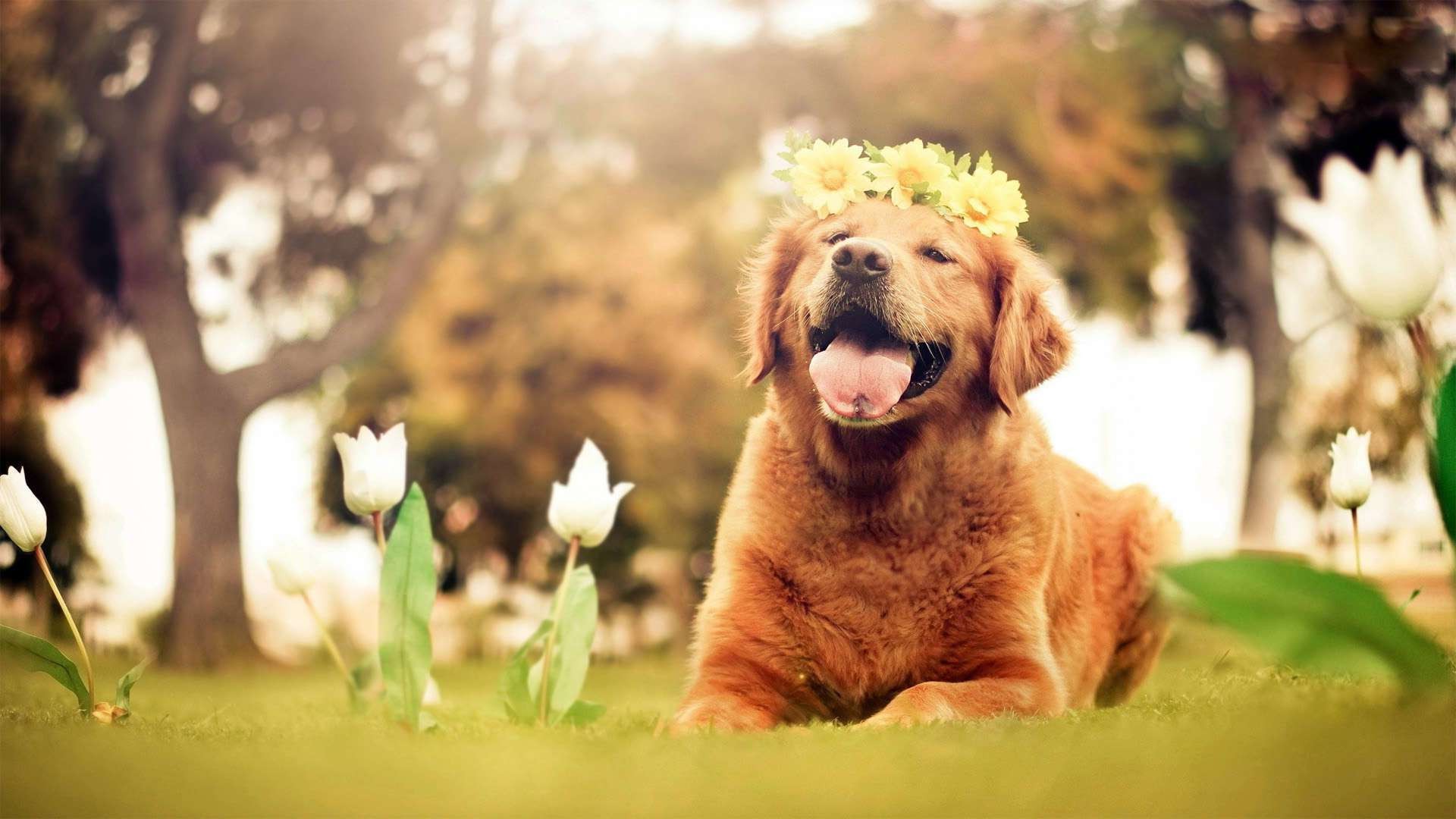 dog, Animals, Nature, Tulips, Flowers, Open Mouth, Golden Retrievers Wallpaper