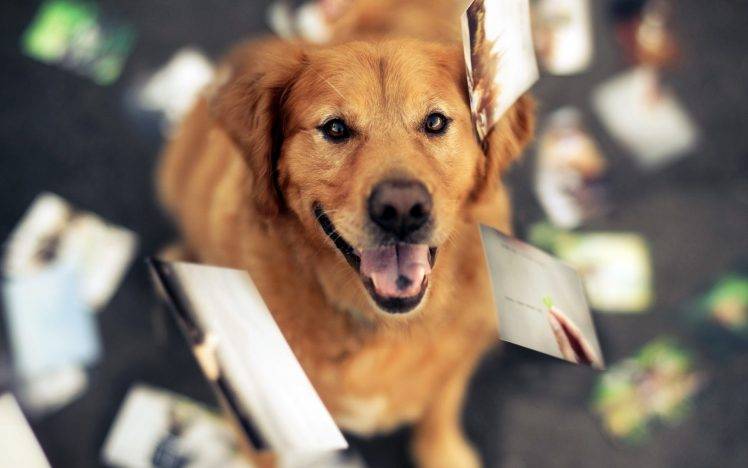 animals, Dog, Golden Retrievers HD Wallpaper Desktop Background