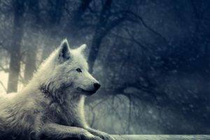forest, Wolf, Winter, Snow, Animals