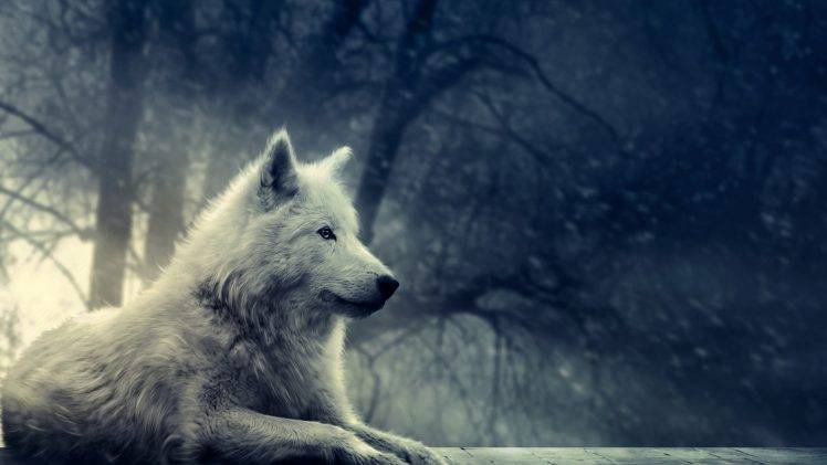 forest, Wolf, Winter, Snow, Animals HD Wallpaper Desktop Background