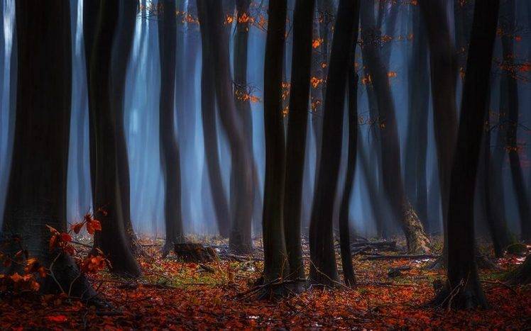 landscape, Nature, Sunrise, Mist, Forest, Leaves, Fall, Trees, Blue, Red HD Wallpaper Desktop Background