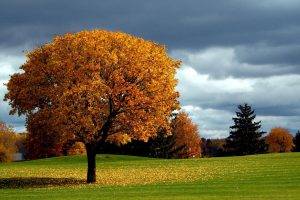 nature, Trees, Forest, Branch, Landscape, Fall, Leaves, Grass, Field, Clouds, House, Shadow
