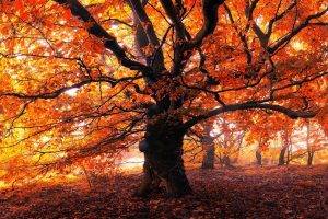 landscape, Nature, Trees, Forest, Leaves, Mist, Morning, Fall, Red, Yellow, Orange