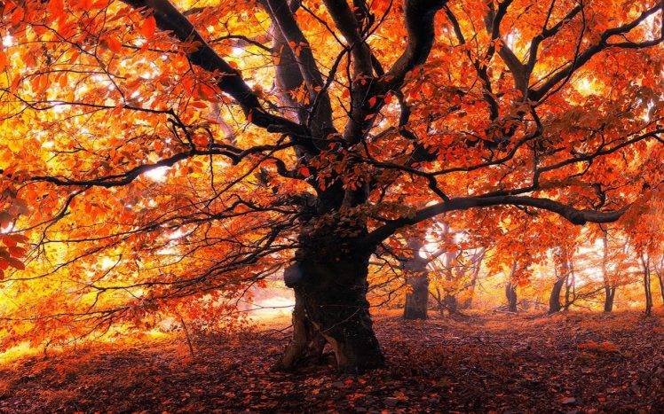 landscape, Nature, Trees, Forest, Leaves, Mist, Morning, Fall, Red, Yellow, Orange HD Wallpaper Desktop Background