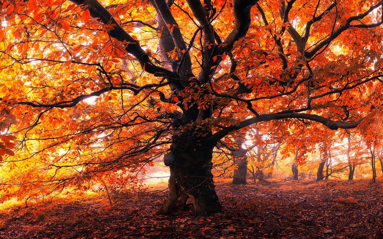 landscape, Nature, Trees, Forest, Leaves, Mist, Morning, Fall, Red, Yellow, Orange Wallpaper