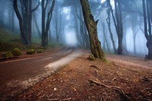 landscape, Nature, Mist, Road, Forest, Morning, Trees, Hill, Moss, Portugal, Europe, Roots, Stones