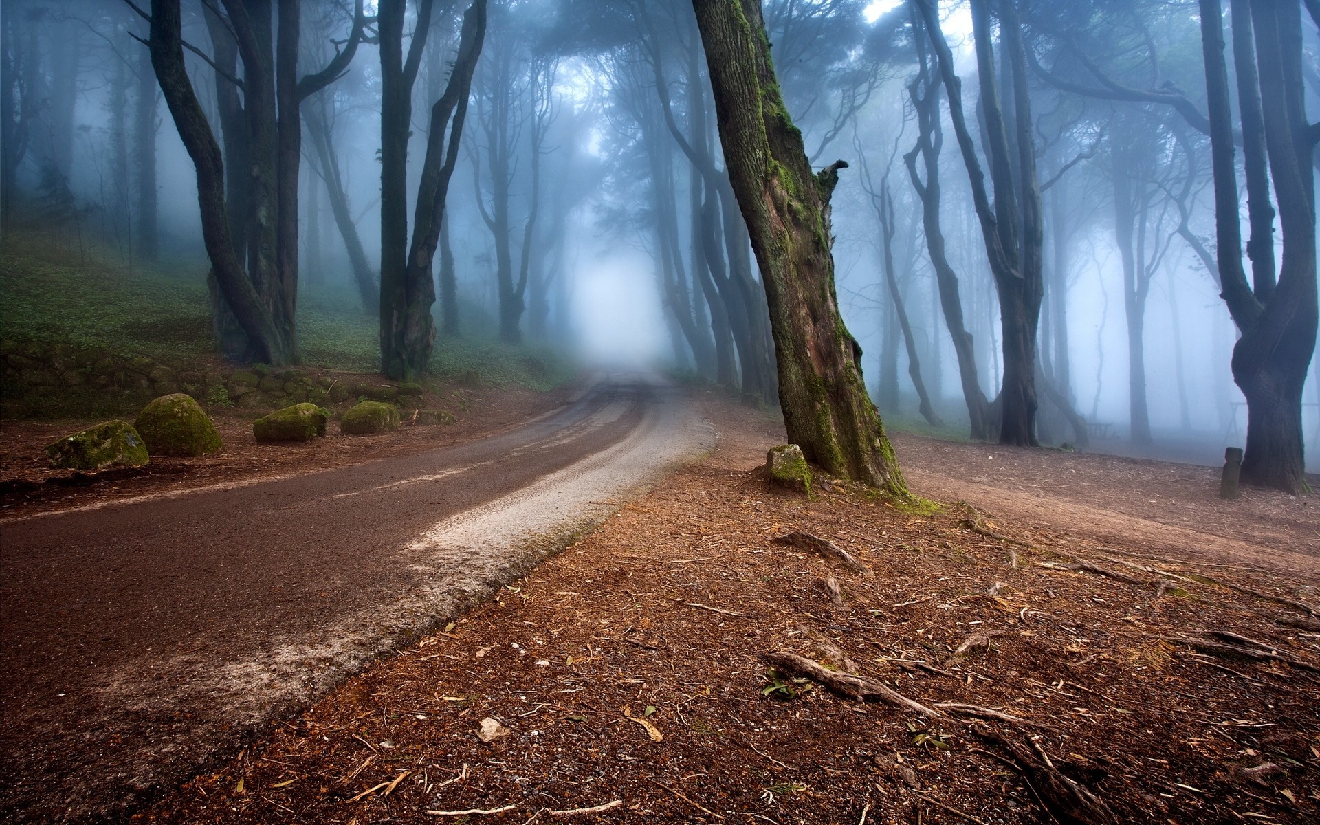 landscape, Nature, Mist, Road, Forest, Morning, Trees, Hill, Moss, Portugal, Europe, Roots, Stones Wallpaper