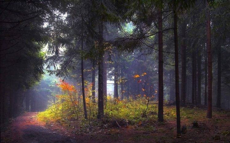 nature, Landscape, Morning, Sunrise, Forest, Path, Shrubs, Mist, Trees, Sunlight HD Wallpaper Desktop Background