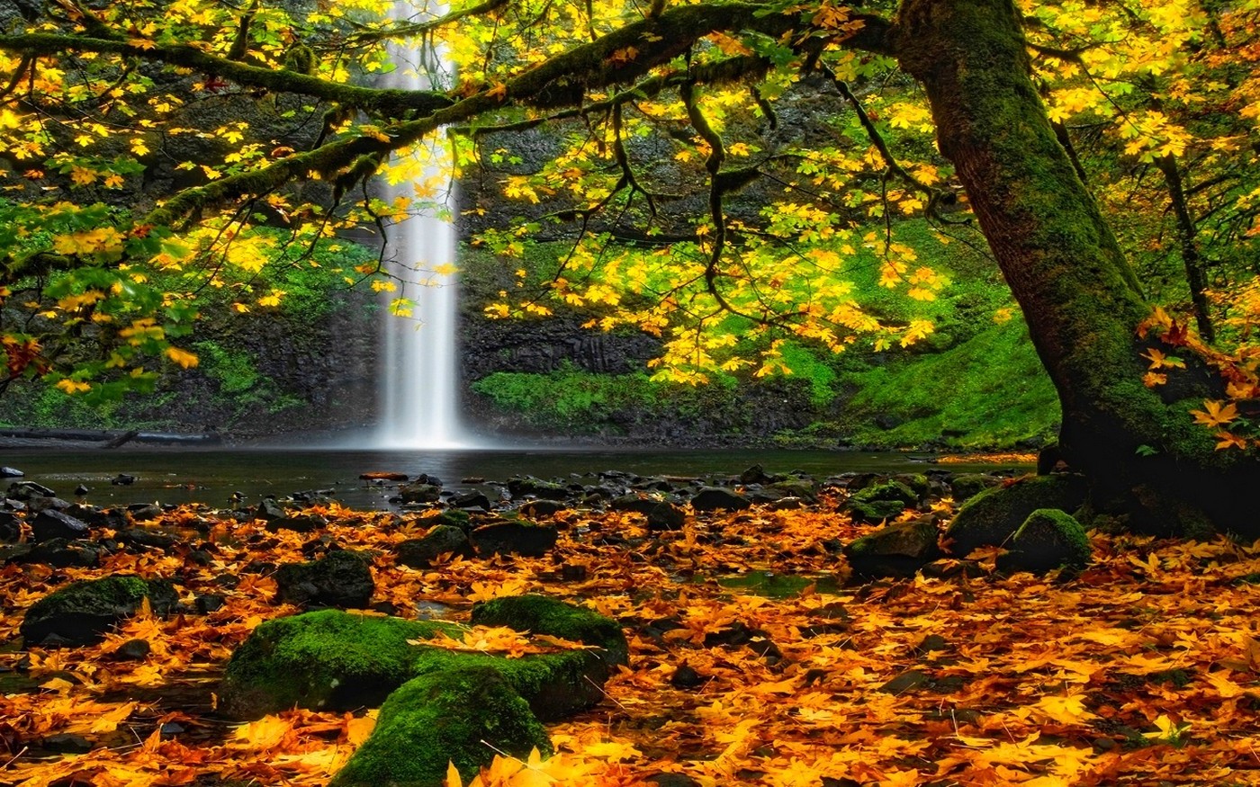 landscape, Nature, Waterfall, Oregon, Moss, Leaves, Trees, Colorful Wallpaper