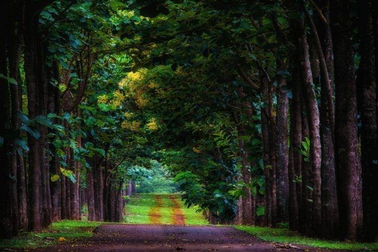 nature, Landscape, Road, Trees, Grass, Kauai, Green, Tunnel, Leaves HD Wallpaper Desktop Background