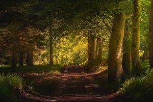 nature, Landscape, Forest, Dirt Road, Shrubs, Trees, Shadow, Path, Green, Denmark