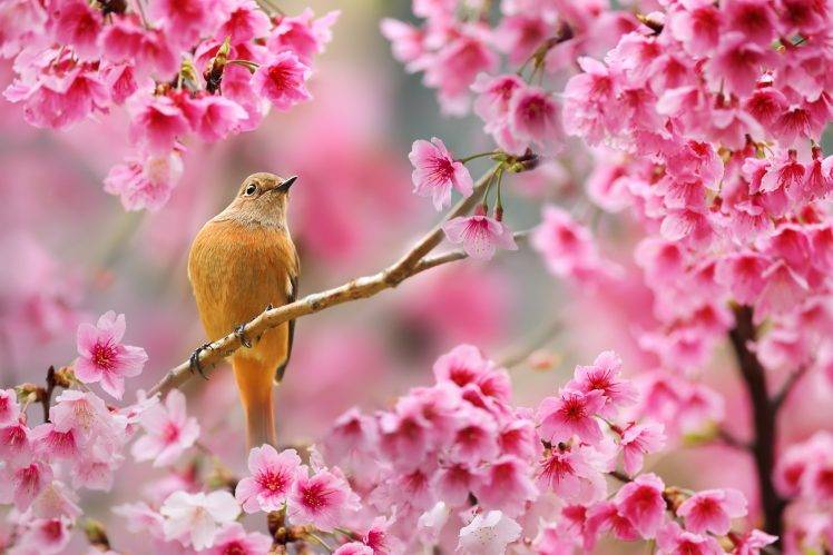 nature, Birds, Animals, Flowers, Plants, Depth Of Field, Cherry Blossom HD Wallpaper Desktop Background
